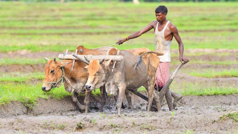 राजस्थान में घोड़ा, बैल-भैंसा समेत इन जानवरों से दोपहर में काम लेने पर लगी रोक, सरकार का सर्कुलर जारी