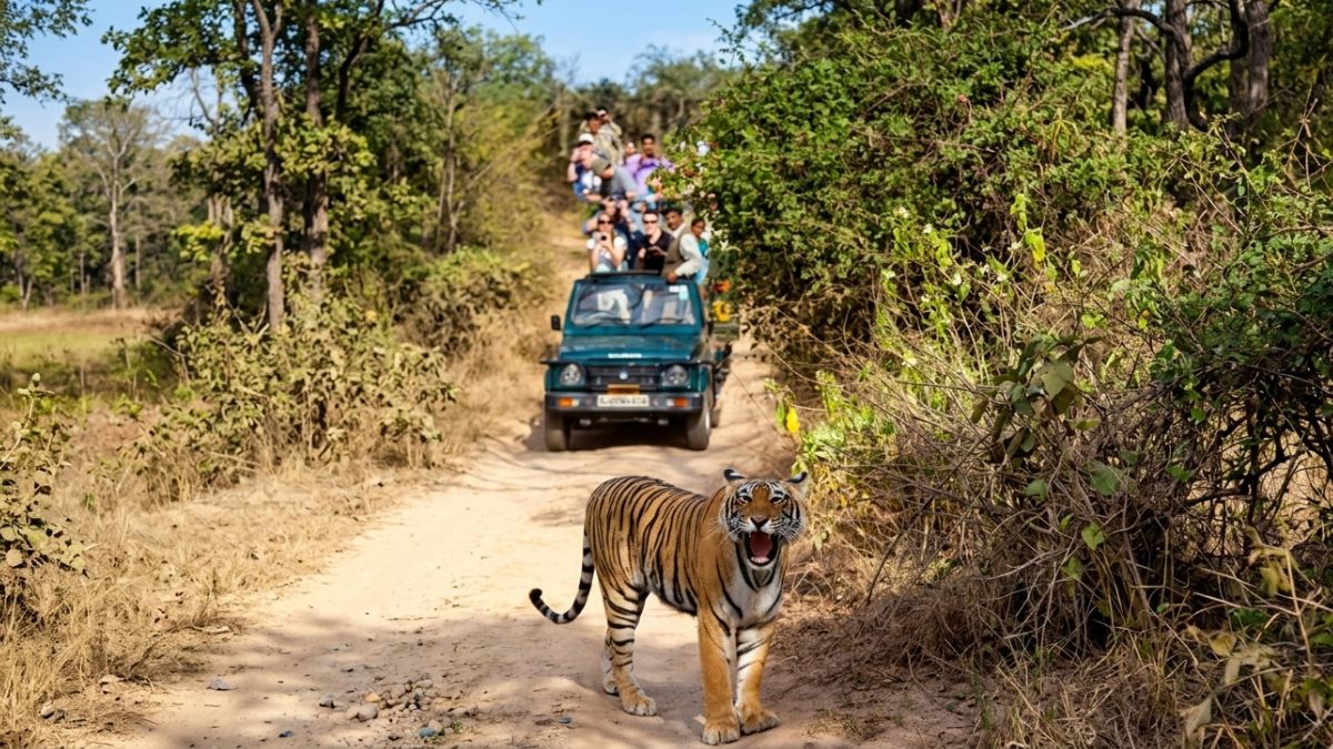 Why India's Tiger Reserves Are Cracking Down On Mobile Phones