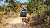 Why India's Tiger Reserves Are Cracking Down On Mobile Phones