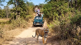 Why India's Tiger Reserves Are Cracking Down On Mobile Phones