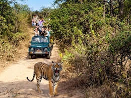 Why India's Tiger Reserves Are Cracking Down On Mobile Phones