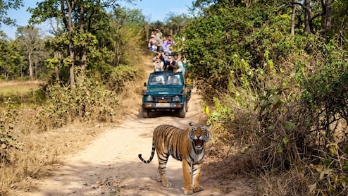 Why India's Tiger Reserves Are Cracking Down On Mobile Phones