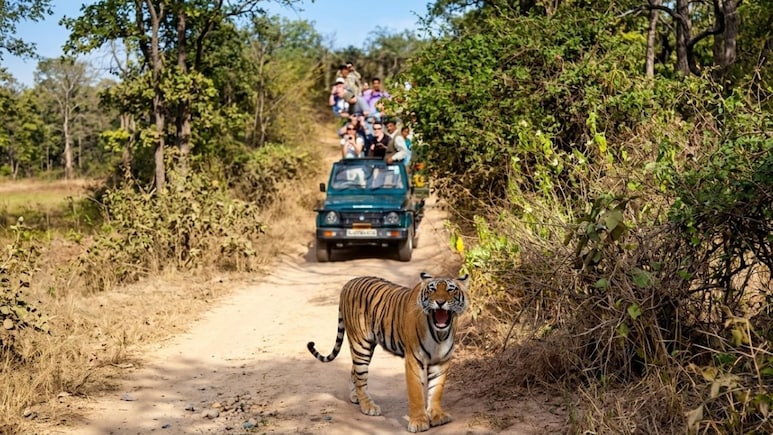 Why India's Tiger Reserves Are Cracking Down On Mobile Phones