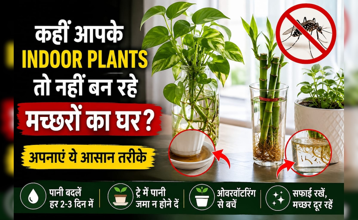 कहीं आपके इंडोर प्लांट्स भी तो नहीं बन रहे मच्छरों का घर? मच्छरों को पनपने से कैसे रोकें?