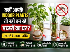 कहीं आपके इंडोर प्लांट्स भी तो नहीं बन रहे मच्छरों का घर? मच्छरों को पनपने से ऐसे रोकें