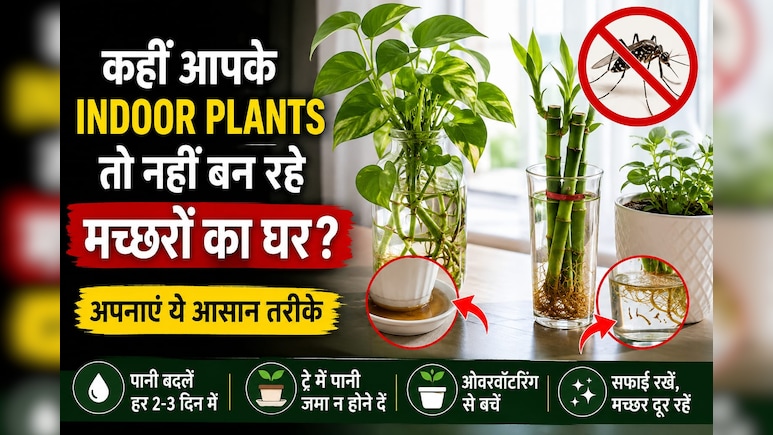 कहीं आपके इंडोर प्लांट्स भी तो नहीं बन रहे मच्छरों का घर? मच्छरों को पनपने से कैसे रोकें?