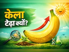 क्या आप जानते हैं केला टेढ़ा क्यों होता है? वजह है बेहद दिलचस्प