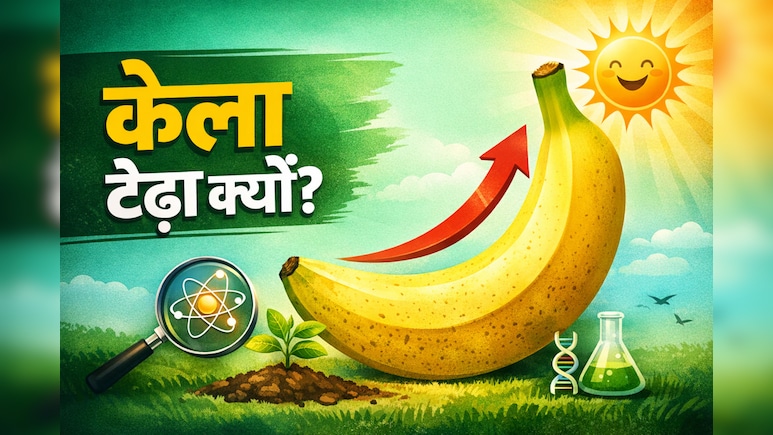 केला टेढ़ा क्यों होता है? जानिए इसके पीछे छिपा साइंस, वजह जानकर रह जाएंगे हैरान