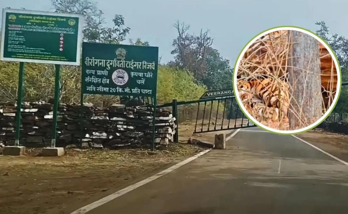 बाघिन N6 बनी मां, दुर्गावती टाइगर रिजर्व में चार शावकों को दिया जन्म, स्पेशल केयर में रखा गया क्यूब