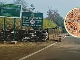 बाघिन N6 बनी मां, दुर्गावती टाइगर रिजर्व में चार शावकों को दिया जन्म, स्पेशल केयर में रखा गया क्यूब