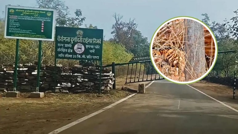 बाघिन N6 बनी मां, दुर्गावती टाइगर रिजर्व में चार शावकों को दिया जन्म, स्पेशल केयर में रखा गया क्यूब