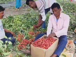 मौसम की मार से मुजफ्फरपुर के लीची किसान परेशान, 70 प्रतिशत गिरा उत्पादन, लोग चुका रहे दोगुनी कीमत