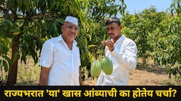 Pune News: हापूस, केशरही फिका पडेल, शेतकर्&zwj;याने पिकवला कोकणलाही टक्कर देणारा 'हा' खास आंबा, राज्यभर चर्चा