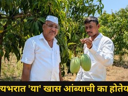 Pune News: हापूस, केशरही फिका पडेल, शेतकर्&zwj;याने पिकवला कोकणलाही टक्कर देणारा 'हा' खास आंबा, राज्यभर चर्चा
