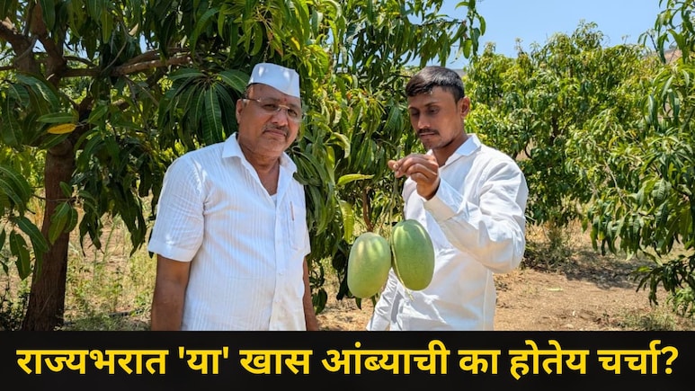 Pune News: हापूस, केशरही फिका पडेल, शेतकर्&zwj;याने पिकवला कोकणलाही टक्कर देणारा 'हा' खास आंबा, राज्यभर चर्चा