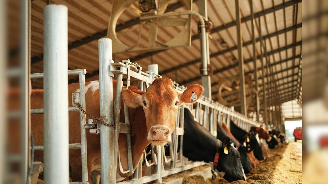 Dairy Sector Witnesses 70% Growth In A Decade Under PM Modi: Shah