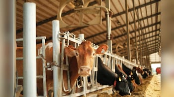 Dairy Sector Witnesses 70% Growth In A Decade Under PM Modi: Shah