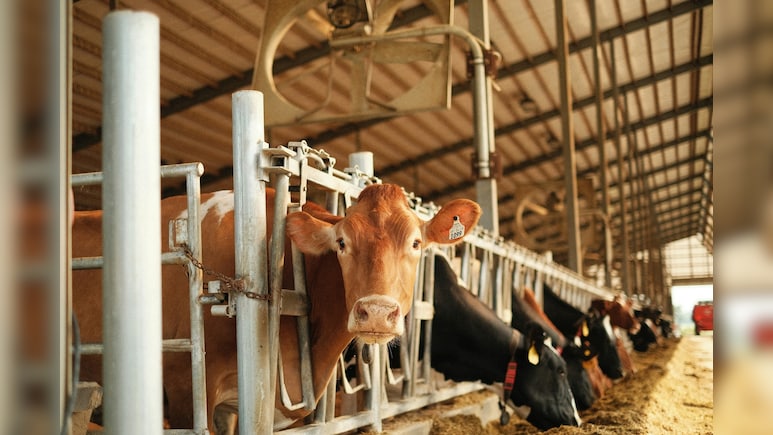 Dairy Sector Witnesses 70% Growth In A Decade Under PM Modi: Shah