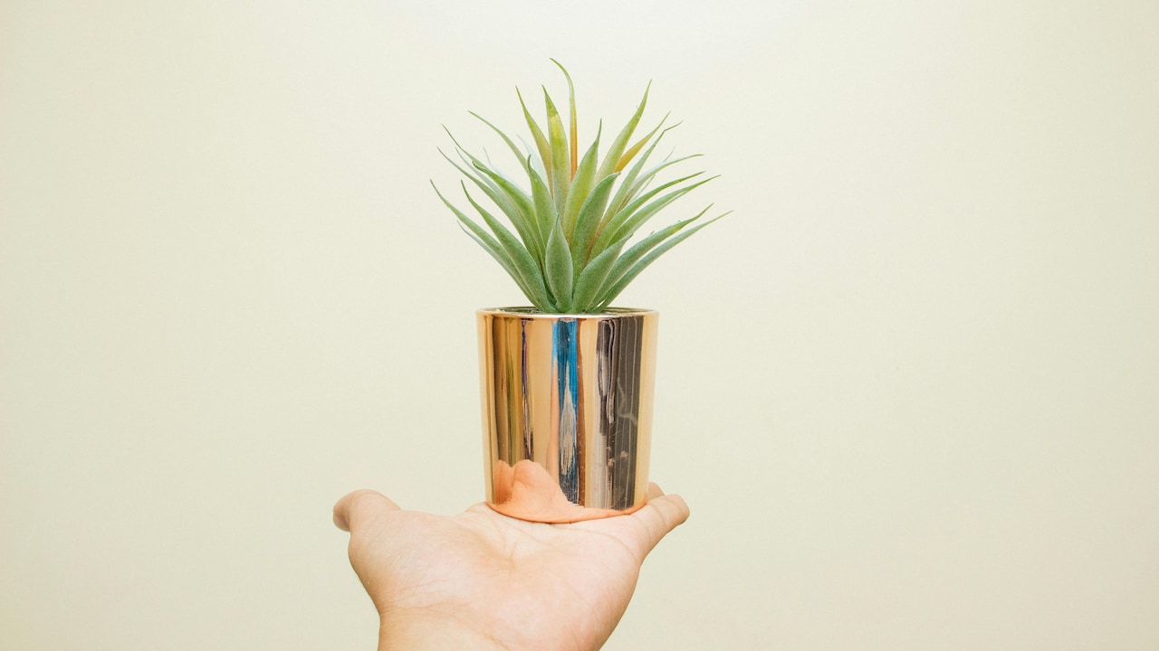 Stylish decor picks at low prices to upgrade your gifting game on Shopsy SASA LELE Sale