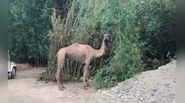 Camel From Rajasthan Sparks Buzz In Assam Village On Eid