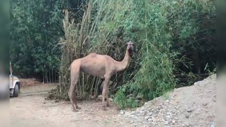 Camel From Rajasthan Sparks Buzz In Assam Village On Eid
