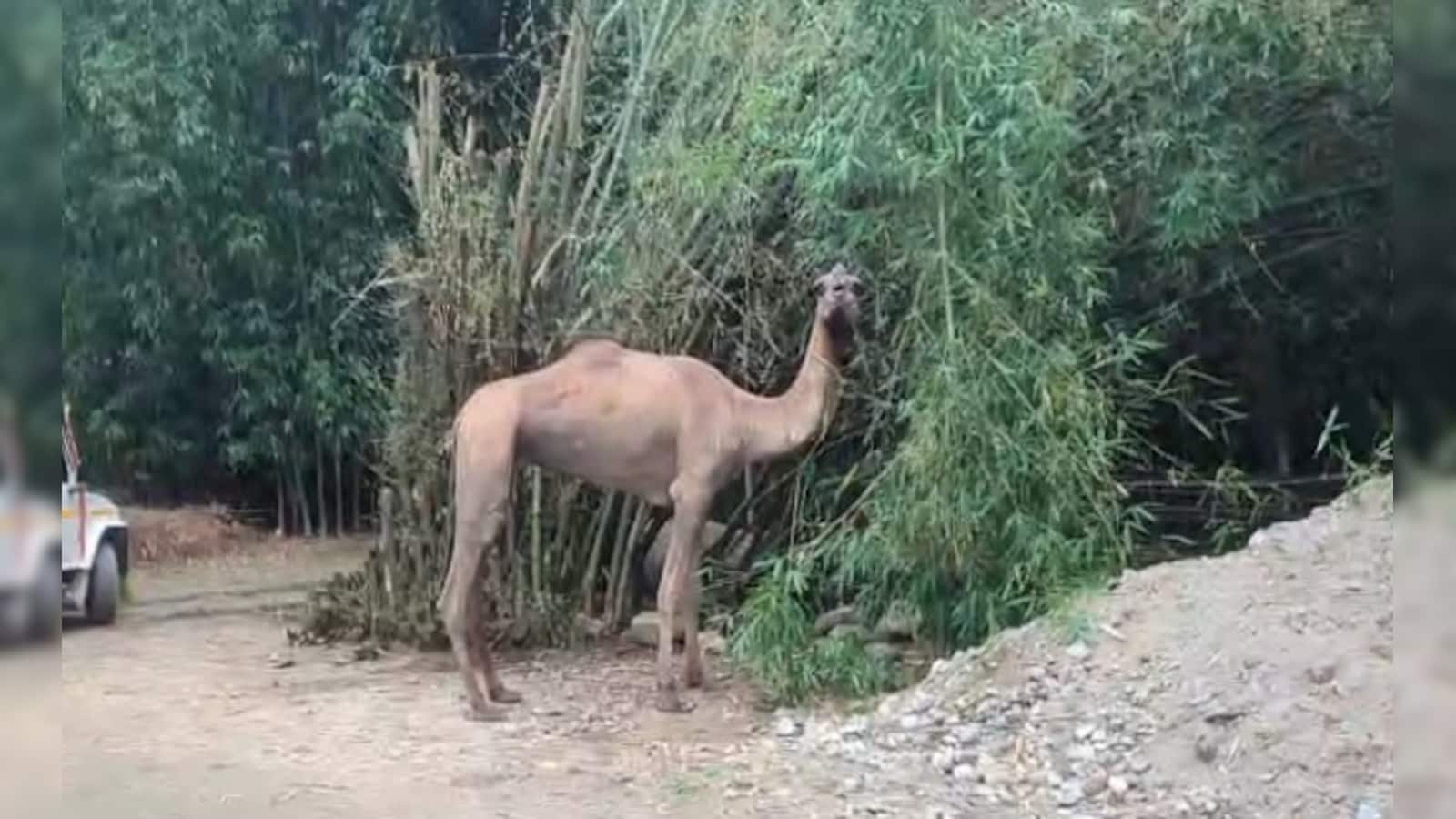 Camel From Rajasthan Sparks Buzz In Assam Village On Eid