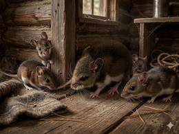 From Rodents To Humans: How Hantavirus Usually Travels In Closed Spaces