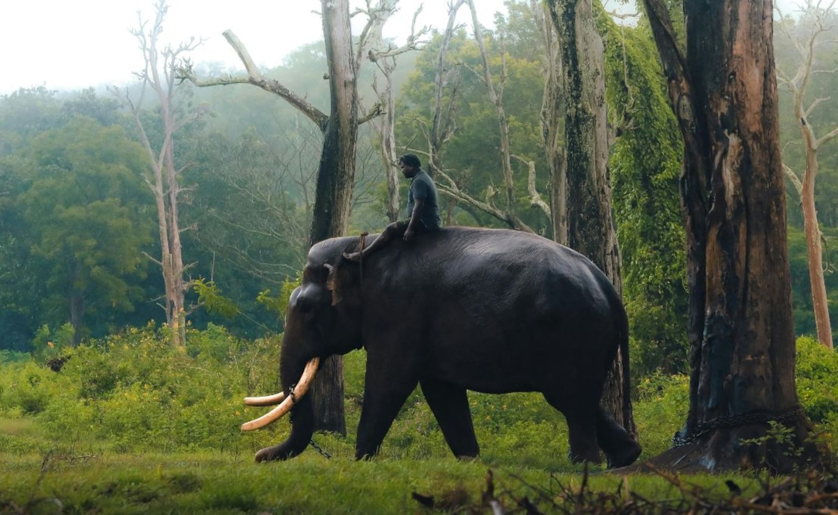 Monsoon is the perfect excuse to take your kids on an unforgettable wildlife adventure. Monsoon is the perfect excuse to take your kids on an unforgettable wildlife adventure.