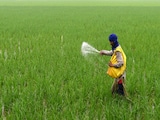 Farmers Turn to Human Urine After Fertiliser Crunch From Iran War Farmers Turn to Human Urine After Fertiliser Crunch From Iran War