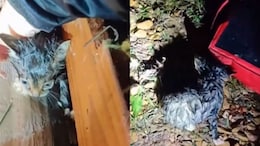 Faint Meow In Mississippi Tornado Rubble Leads To Stunning Rescue