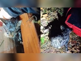 Faint Meow In Mississippi Tornado Rubble Leads To Stunning Rescue