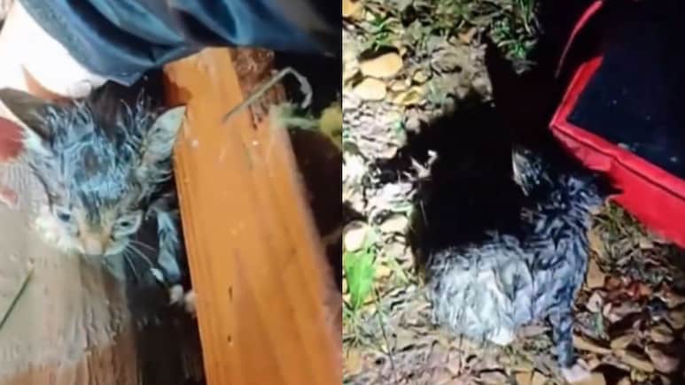 Faint Meow In Mississippi Tornado Rubble Leads To Stunning Rescue