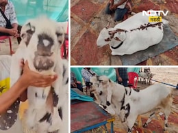 Bakri Eid 2026: बकरी ईदसाठी अलिशान कारच्या किंमतीत विकला गेला बोकड, किंमत ऐकून तोंडात बोट घालाल