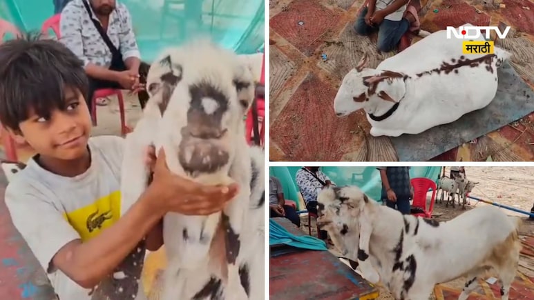Bakri Eid 2026: बकरी ईदसाठी अलिशान कारच्या किंमतीत विकला गेला बोकड, किंमत ऐकून तोंडात बोट घालाल
