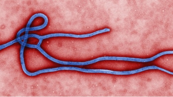 India Advises Against Travel To Congo, Uganda Amid WHO Ebola Emergency Alarm