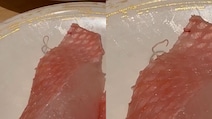 Viral: Parasite Crawls Out Of Sushi At Hong Kong Restaurant, Outlet Responds