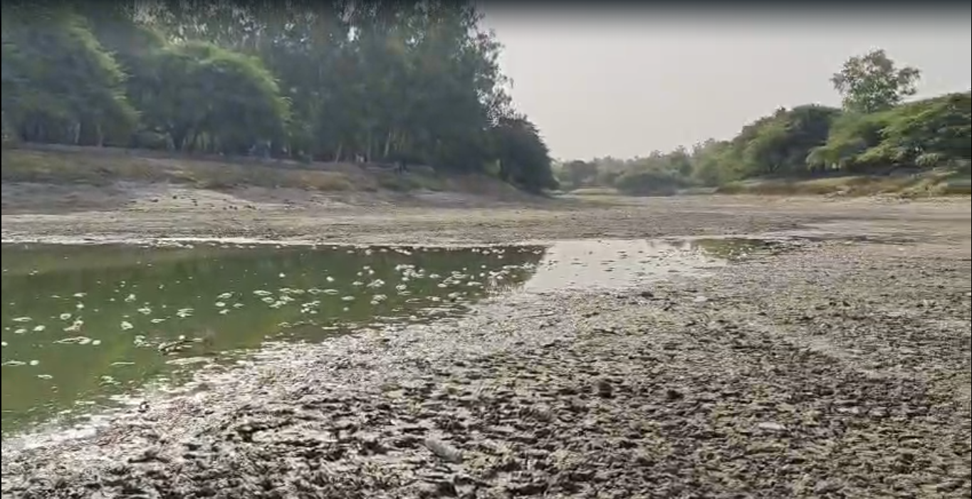 दिल्ली गर्मी से वाकई उबल रही है, संजय झील में मर गई सैकड़ों मछलियां-VIDEO
