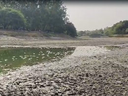 दिल्ली गर्मी से वाकई उबल रही है, संजय झील में मर गई सैकड़ों मछलियां-VIDEO