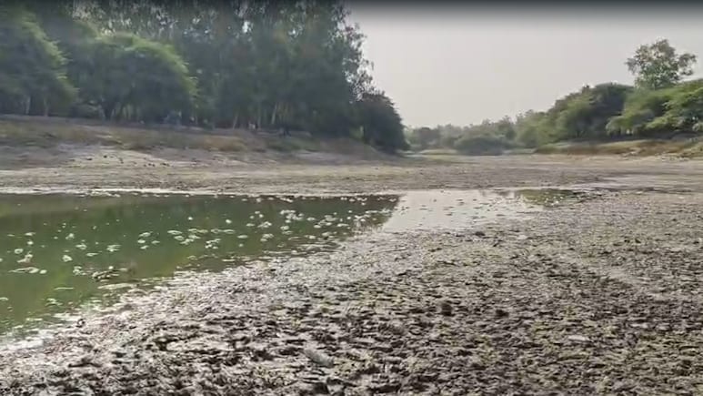 दिल्ली गर्मी से वाकई उबल रही है, संजय झील में मर गई सैकड़ों मछलियां-VIDEO