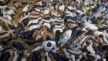 Bakrid Tensions Erupt In Mumbai's Mira Road After Residents Bring Goats In Housing Society