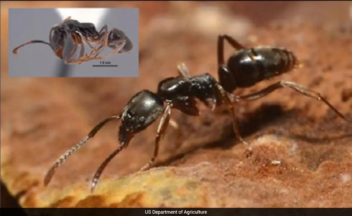 20 US States On Alert As Venomous Chinese Ant Silently Takes Over America