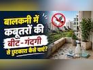 ​बालकनी में कबूतरों की बीट और गंदगी से हैं परेशान? आजमाएं ये घरेलू नुस्खे, दुम दबाकर भागेंगे Pigeons