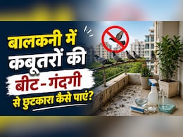 ​बालकनी में कबूतरों की बीट और गंदगी से हैं परेशान? आजमाएं ये घरेलू नुस्खे, दुम दबाकर भागेंगे Pigeons