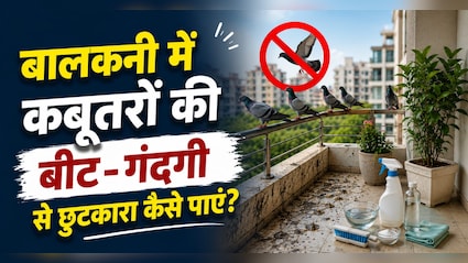 ​बालकनी में कबूतरों की बीट और गंदगी से हैं परेशान? आजमाएं ये घरेलू नुस्खे, दुम दबाकर भागेंगे Pigeons
