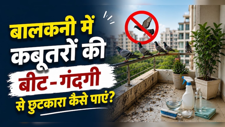 ​बालकनी में कबूतरों की बीट और गंदगी से हैं परेशान? आजमाएं ये घरेलू नुस्खे, दुम दबाकर भागेंगे Pigeons