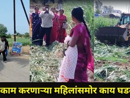 Pune News: पुण्यात शेतकरी महिलांसमोर भयनाक प्रकार, JCB ने उखडली उसाची शेती, आंबा-सिताफळाची बाग, काय घडलंय?