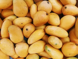 Why You Should Refrigerate Mangoes Only After They Ripen