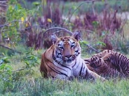 Tadoba Tiger Reserve : दु:खातून सावरली अन्...; वीरा-झायलोने दिली गुड न्यूज, ताडोबा अंधारी व्याघ्र प्रकल्पात आनंदाचं वातावरण