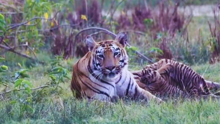 दु:खातून सावरली अन्...; वीराने दिली गुड न्यूज, ताडोबा अंधारी व्याघ्र प्रकल्पात आनंदाचं वातावरण