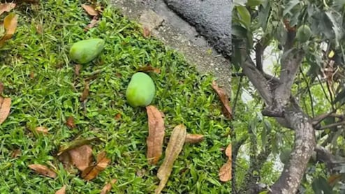 Mango Fine: खबरदार! झाडावरुन पडलेले फळ उचलाल तर 3.75 लाखाचा दंड, 'ही' चूक करु नका